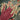 Morris & Co Lent Lily Plum Bayleaf 130901 – produkt- og miljøbilde 4