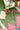 WILDERNESS PERIDOT/EMERALD 8