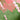 WILDERNESS PERIDOT/EMERALD 12