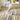 ELSDON LINDEN 2